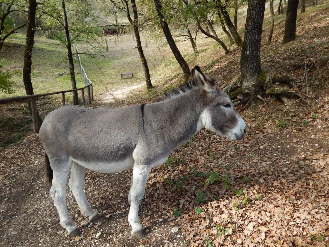 Agriturismo La Selva Rieti Eksteriør bilde